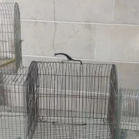 قفس
