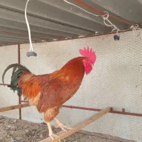 مرغ و خروس محلی