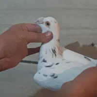 کبوتر هفت رنگ و پلاکی|پرنده|قزوین, |دیوار