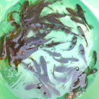 پرورش و فروش ماهی کپور طلایی تاتار|ماهی|اصفهان, بوستان ناژوان|دیوار