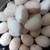 تخم بوقلمون