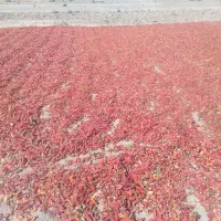 پخش فلفل قرمز قلم وپودر ارگانیک کبله|حراج|داورزن, |دیوار