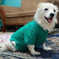 روباهی نر فروش یا معاوضه|سگ|خرمآباد, |دیوار