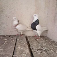 کبوتر طوقی آس