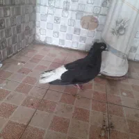 دم سفید ماده آماده جفت