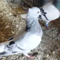 کفتر یا کبوتر شامی