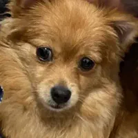 گمشده. ...سگ ماده اشپیتز پامر