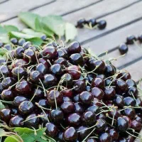 فروش نهال گیلاس تکدانه سیاه هارت|خدمات باغبانی و درختکاری|نظرآباد, رسالت|دیوار