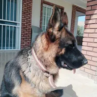 آموزش تخصصی سگهای نگهبان و خانگی|خدمات آموزشی|ورامین, ورامین|دیوار