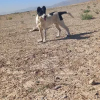 سگ گله ای|سگ|دهاقان, |دیوار