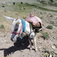 الاغ گله ای