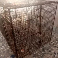 گنجه کفتر،