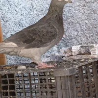 کفتر