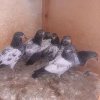 ۱۷ تا کبوتر آس و تضمینی|پرنده|خان ببین, |دیوار