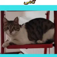 گربه