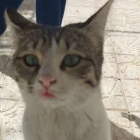 گربه ماده گمشده قم،بوستان الغدیر،بلوارغدیر،پردیسان|حیوانات|قم, پردیسان|دیوار