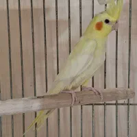 عروس هلندی ماده زعفرانی آماده جفت|پرنده|تهران, جمال‌زاده|دیوار