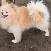 پامرانین اصیل وارداتی