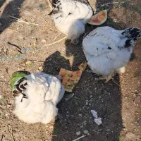 ۳ عدد برهما لایت ۱ عدد برهما بلک