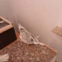 عروس هلندی پروانه‌ای و آلبینو|پرنده|داراب, |دیوار