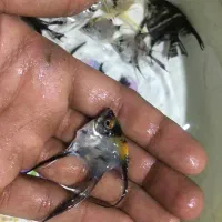 انجل|ماهی|تهران, شهرک ولیعصر شمالی|دیوار