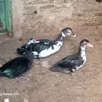 اردک|حیوانات مزرعه|اهر, |دیوار