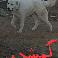 حیوانات گمشده