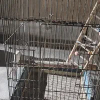 قفس مرغ مینا طوطی  سانان