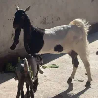 بز افغانی پاکستانی