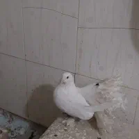 کبوتر کفتر سفید پاپر دم چتری پرپا توافقی|پرنده|مشهد, آیت الله خامنهای|دیوار