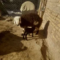 میش بره دار