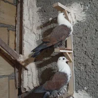 کبوتر کلاغ|پرنده|مشهد, شهرک مهرگان|دیوار