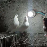 ۳عدد کبوتر عتیقه۲تا جم یدونه قرمزی گوچه|پرنده|آذرشهر, |دیوار