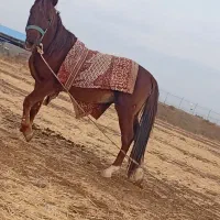 فروشی|اسب و تجهیزات اسب‌سواری|تایباد, |دیوار