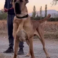 واگذاری توله سرابی