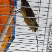 قناری نروماده