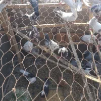 کفتر کبوتر تهرانی|پرنده|خاوران, |دیوار