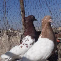 کبوتر کله