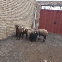 سه راس میش‌بره‌‌قیمت‌دونی‌۲۵‌