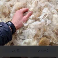 فروش یک تن پشم گوسفندی