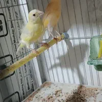 ۴تا قناری جوان طلایی و قرمز|پرنده|اردبیل, |دیوار