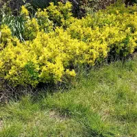 شمشاد طلایی