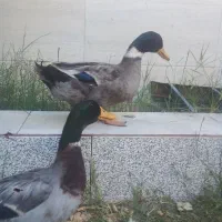 اردک بزرگ جوان