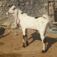 فروش بز و کهره و پازن کاموری و گلابی|حیوانات مزرعه|علامرودشت, |دیوار