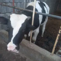 گوساله فروشی