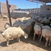 فروش حدود ۱۰۰ راس بره کیلوی ۷۳۰هزار  فقط نقد