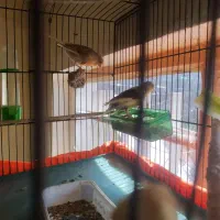 قناری نر و ماده