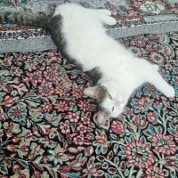 گربه اهلی قیمت300تومن|گربه|رفسنجان, |دیوار