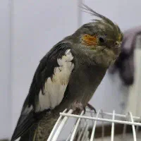 گمشده|پرنده|خشکبیجار, |دیوار