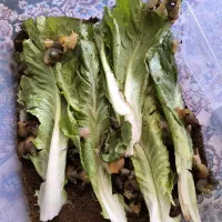 پک ۱۷۵ عددی حلزون آلبینو سه‌ماهه سفید کرمی|خزنده|اصفهان, نقش جهان|دیوار